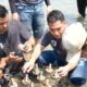 Pertamina Patra Niaga Regional JBB Tanam 500 Bibit Mangrove dan Konservasi Terumbu Karang Pulau Untung Jawa