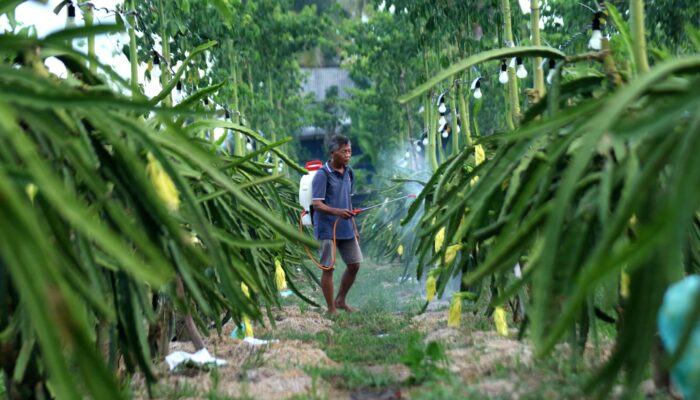 Berkat Program Klasterku Hidupku BRI, Sukses Sentuh Pasar Lebih Luas