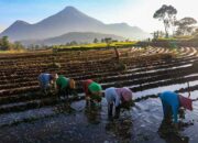 KUR BRI Mengaliri Sawah Rakyat, Menggerakkan Ekonomi dan Ketahanan Pangan Nasional