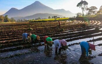 KUR BRI Mengaliri Sawah Rakyat, Menggerakkan Ekonomi dan Ketahanan Pangan Nasional