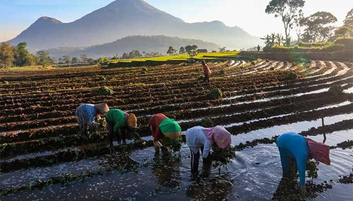 KUR BRI Mengaliri Sawah Rakyat, Menggerakkan Ekonomi dan Ketahanan Pangan Nasional