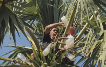 Mengenal Desa BRILian Sumowono, Desa Sayur yang Tumbuh dan Terus Berinovasi Bersama BRI