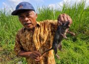 Hama Tikus Serang Sawah di Cikangkung, Petani Terancam Gagal Panen