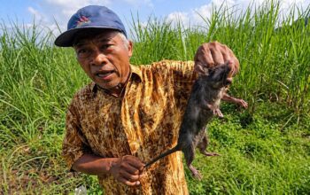Hama Tikus Serang Sawah di Cikangkung, Petani Terancam Gagal Panen