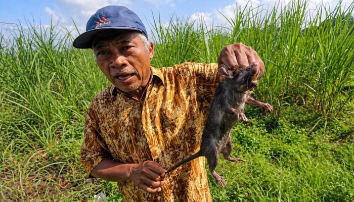 Hama Tikus Serang Sawah di Cikangkung, Petani Terancam Gagal Panen