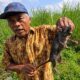 Hama Tikus Serang Sawah di Cikangkung, Petani Terancam Gagal Panen