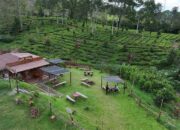 Kampung Koboi Tugu Selatan, Wujud Transformasi Desa Berbasis Potensi Lokal dalam Program Desa BRILiaN