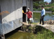 Dari Kolam ke Pasar: Kisah Sukses Budidaya Ikan di Sukabumi Setelah Bermitra dengan BRI