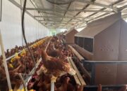 Model Farm Cage-Free di Industri Ayam Petelur Mulai Dikembangkan di Indonesia