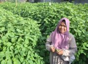 Dari Desa ke Dunia: Perilla Sukaraja Jadi Primadona